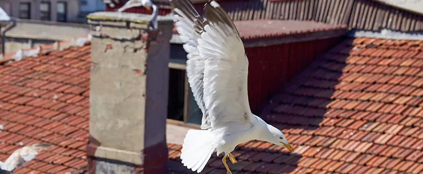 Residential Chimney Animal Removal Solution in Poway, CA